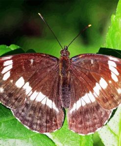 White Admiral Diamond Painting