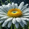 White Flower And Water Drops Diamond Painting