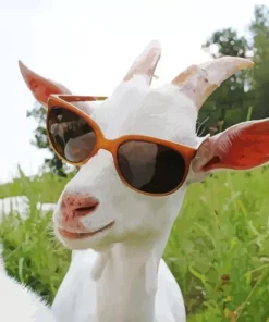 White Goat Goggles Diamond Painting