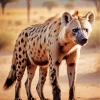 White Hyena Diamond Painting