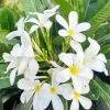 White Plumeria Flower Diamond Painting