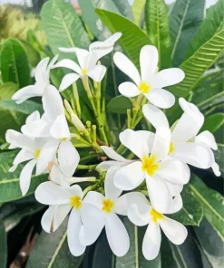 White Plumeria Flower Diamond Painting