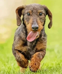 Wire Haired Dachshund Diamond Painting