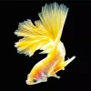 Yellow Betta Fish Diamond Painting
