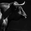 Black And White Bull Diamond Painting