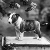 Black And White Bull Terrier Puppy Diamond Painting