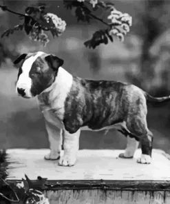 Black And White Bull Terrier Puppy Diamond Painting