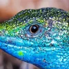 European Green Lizard Diamond Painting