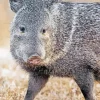 Peccary Animal Diamond Painting