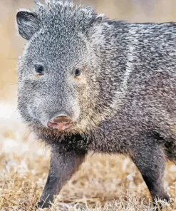 Peccary Animal Diamond Painting