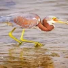 Tricolored Heron Diamond Painting