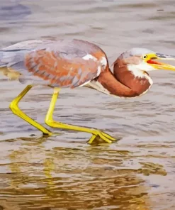 Tricolored Heron Diamond Painting