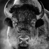 Black And White Buffalo Diamond Painting