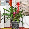 Bromeliad Pot Diamond Painting