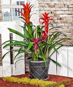 Bromeliad Pot Diamond Painting