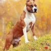 Brown Amstaff Diamond Painting