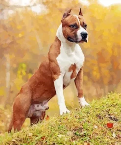 Brown Amstaff Diamond Painting