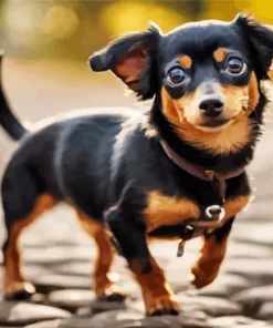 Brown And Black Chiweenie Diamond Painting