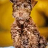 Brown And Black Schnauzer Diamond Painting