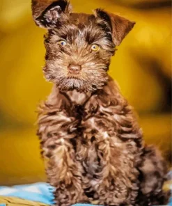 Brown And Black Schnauzer Diamond Painting