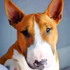 Brown And White English Bull Terrier Diamond Painting