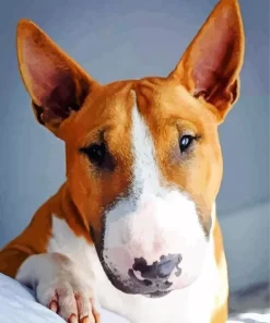 Brown And White English Bull Terrier Diamond Painting