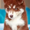 Brown And White Husky Diamond Painting