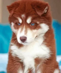 Brown And White Husky Diamond Painting