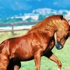 Brown Arabian Horse Diamond Painting