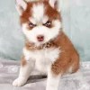Brown Baby Husky Diamond Painting