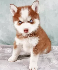 Brown Baby Husky Diamond Painting