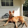 Brown Blue Heeler Diamond Painting