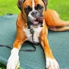 Brown Boxer Diamond Painting