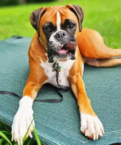 Brown Boxer Diamond Painting