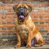 Brown Bull Mastiff Diamond Painting