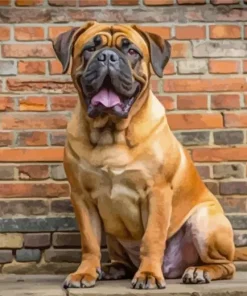 Brown Bull Mastiff Diamond Painting