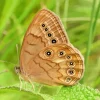 Brown Butterfly Diamond Painting