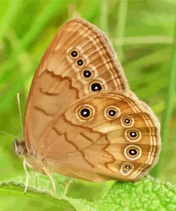 Brown Butterfly Diamond Painting