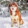 Brown Eyes Husky Diamond Painting