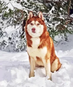 Brown Eyes Husky Diamond Painting