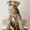 Brown Mini Schnauzer Diamond Painting
