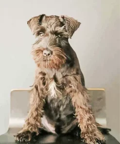 Brown Mini Schnauzer Diamond Painting