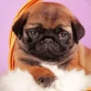 Brown Pug Puppy Diamond Painting
