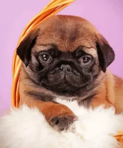 Brown Pug Puppy Diamond Painting
