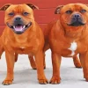 Brown Stafford Dogs Diamond Painting