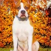 Brown Staffordshire Bull Terrier Diamond Painting