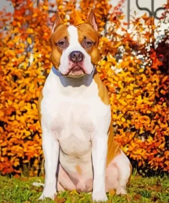 Brown Staffordshire Bull Terrier Diamond Painting