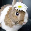 Bunny And Flower Diamond Painting