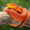 Bush Snake Diamond Painting