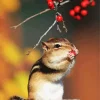 Colorado Chipmunk Diamond Painting